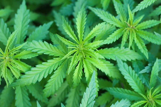 Alles, was Sie über CBD-Öle wissen müssen: Wirkung, Anwendungsgebiete und Vorteile