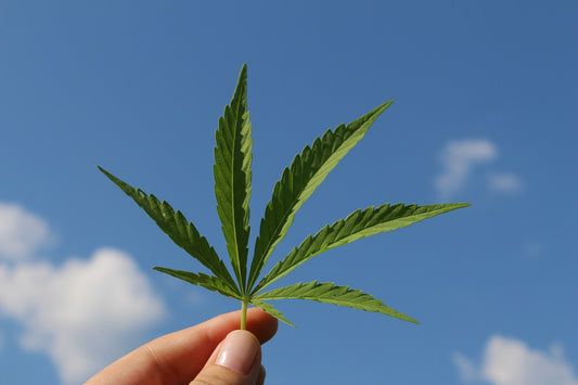 Cannabis Sativa und Indica: Welche Unterschiede gibt es?